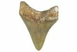 Serrated, Juvenile Megalodon Tooth - North Carolina #355746-1